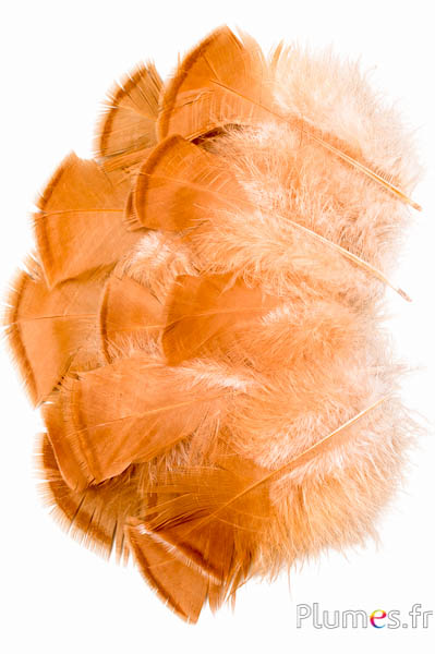 Tacchino bronzo - sbiancato - 5-15 cm - crema-caramello